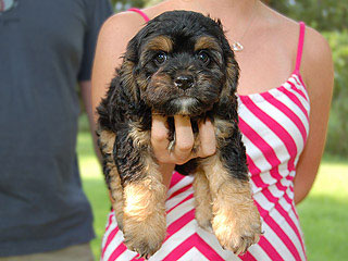 A Black & Tan (Phantom)-coloured
   Female  Cockapoo