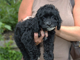 A Black & Tan (Phantom)-coloured
   Female  Cockapoo