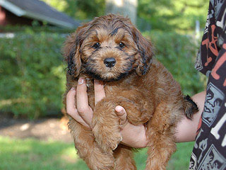 A Red-Sable & Tan -coloured
   Male  Cockapoo