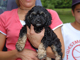 A Black & Tan (Phantom)-coloured
  Female  Cockapoo