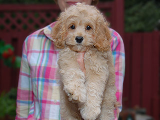 An Apricot-coloured
Female  Cockapoo