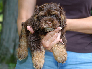A Chocolate & Tan-coloured
  Male  Cockapoo