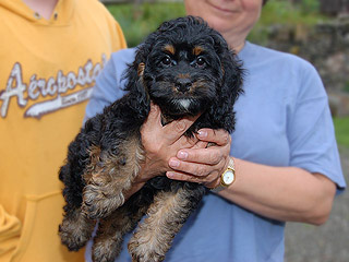 A Black & Tan-coloured
Female  Cockapoo