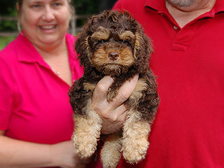 A Chocolate & Tan-coloured
  Male  Cockapoo