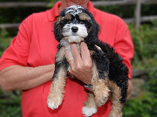  A Tri Parti-coloured
Female  Cockapoo