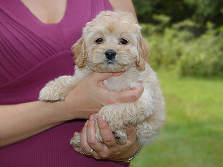  A Buff-coloured
Female  Cockapoo