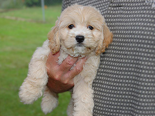   A Buff-coloured
Female  Cockapoo