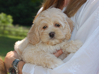  A Buff-coloured
Male  Cockapoo