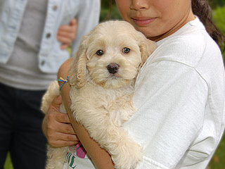  A Buff-coloured
Male  Cockapoo
