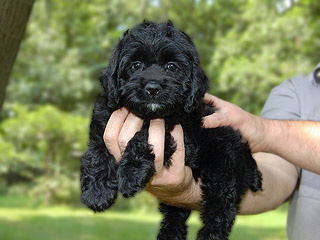   A Black-coloured
Female  Cockapoo