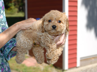 An Apricot-coloured
Female  Cockapoo