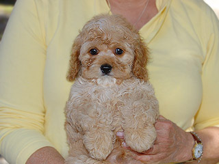 A Buff-Apricot -coloured
  Male  Cockapoo