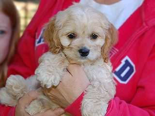  A Buff-coloured
Female  Cockapoo