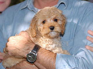 An Apricot-coloured
Female  Cockapoo