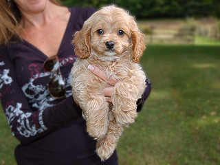 An Apricot-coloured
Female  Cockapoo