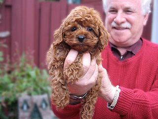 An Apricot-coloured
  Male  Cockapoo