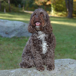 Darby