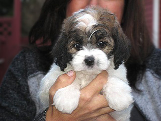     "Georgia", a
Sable & White Parti-coloured
 Female  Cockapoo