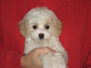 A Buff & White Parti-coloured
  Female  Cockapoo