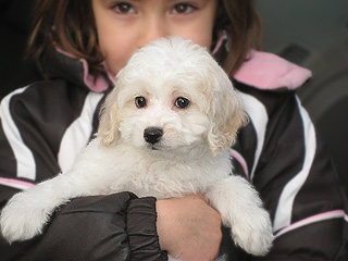 A Buff & White Parti-coloured
  Female  Cockapoo