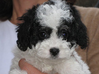 A Tri Parti-coloured
Female  Cockapoo
