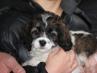 A Sable & White Parti-coloured
    Female  Cockapoo