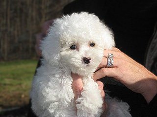 A White-coloured Female  Cockapoo