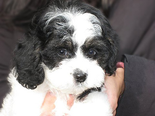 A Black & White Parti-coloured
    Female  Cockapoo