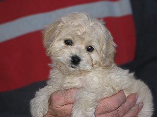     A Buff-coloured
Female  Cockapoo