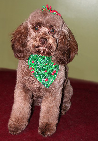 Baxter