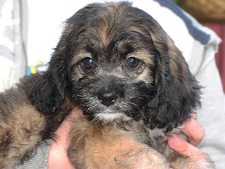  A Sable-coloured
Female  Cockapoo