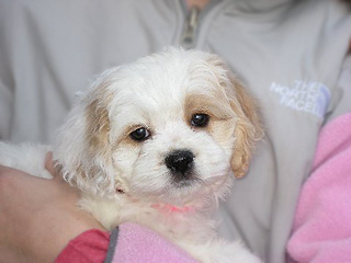 A Buff & White Parti-coloured
  Female  Cockapoo