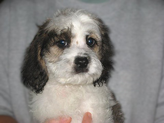 A Sable & White Parti-coloured
   Female  Cockapoo