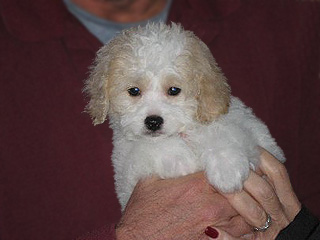 A Buff & White Parti-coloured
   Male  Cockapoo