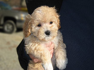 A Buff-coloured
Female  Cockapoo