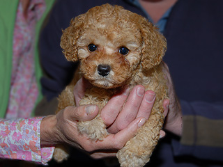 An Apricot-coloured
Female  Cockapoo