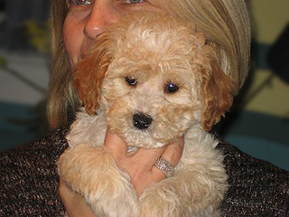 A Buff-coloured
 Male  Cockapoo