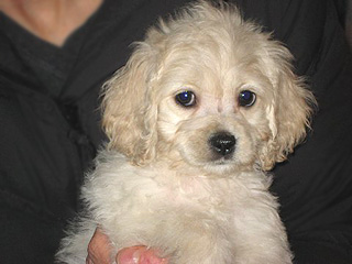 A Buff-coloured
 Male  Cockapoo