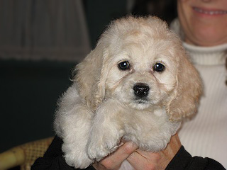  A Buff-coloured
Female  Cockapoo