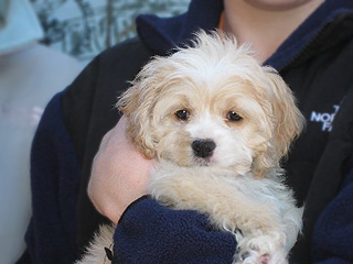  A Buff-coloured
Female  Cockapoo