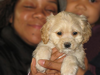 A Buff-coloured
 Male  Cockapoo