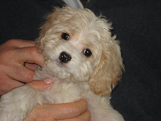  A Buff-coloured
Female  Cockapoo