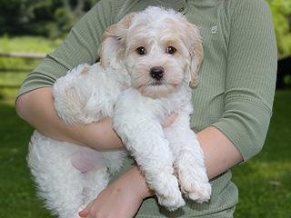 A Red & White Parti-coloured
   Female  Cockapoo