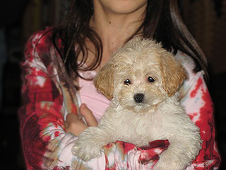  A Buff-coloured
Female  Cockapoo