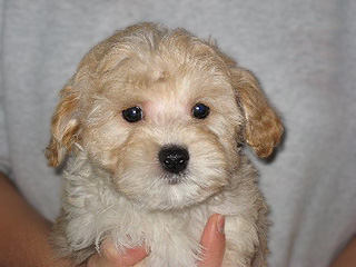 A Buff-coloured
 Male  Cockapoo