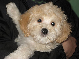  A Buff-coloured
Female  Cockapoo