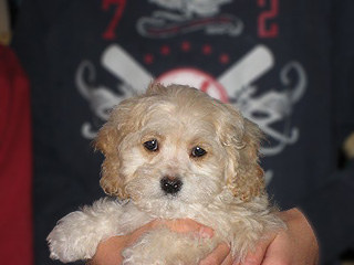 A Buff-coloured
 Male  Cockapoo
