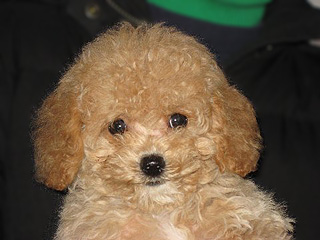 An Apricot-coloured
  Female  Cockapoo
