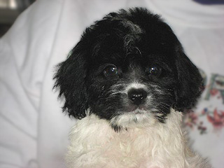 A Black & White Parti-coloured
  Female  Cockapoo