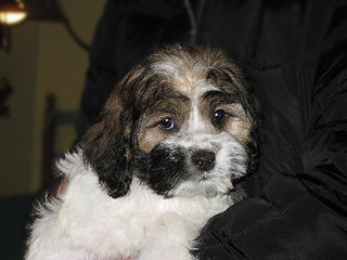 A Sable & White Parti-coloured
  Female  Cockapoo